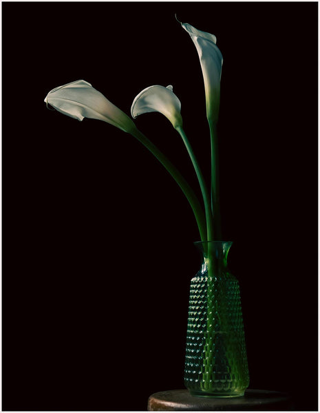Cala Lily