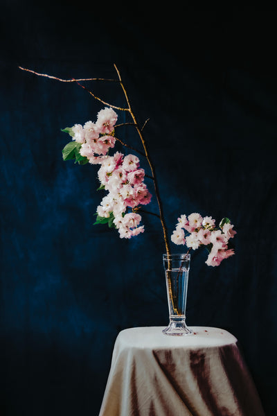 Re-birth (Cherry blossom)