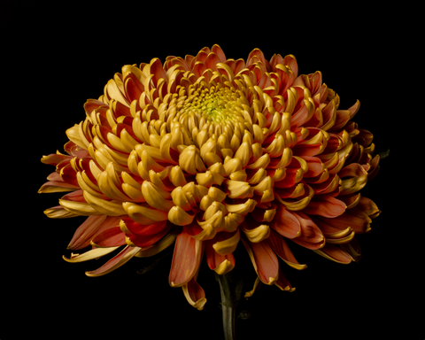 Chrysanthemum