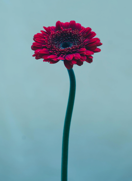 Daisy For a Chain (Gerbera) 2025