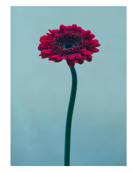 Daisy For a Chain (Gerbera) 2025