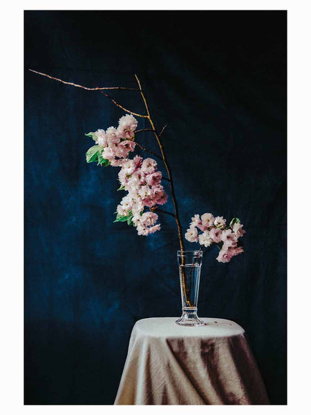 Re-birth (Cherry blossom)