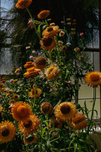 Blooming at Kew