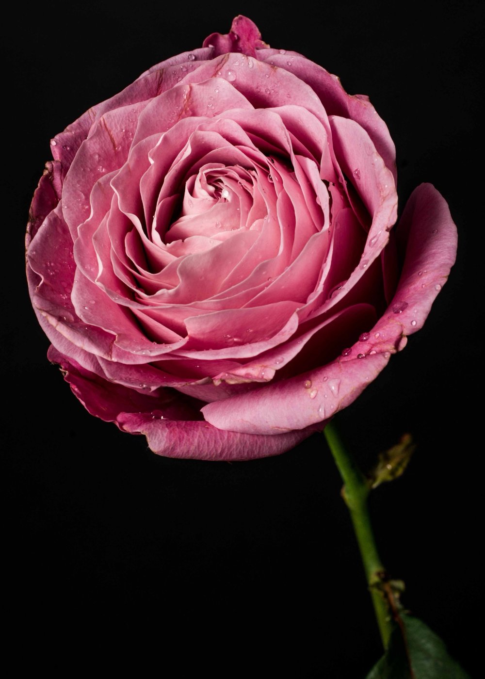 Pink Rose
