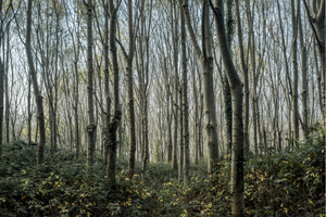 Into the woods