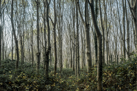 Into the woods