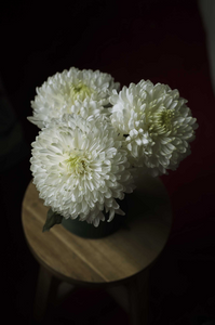 Chrysanthemum 1